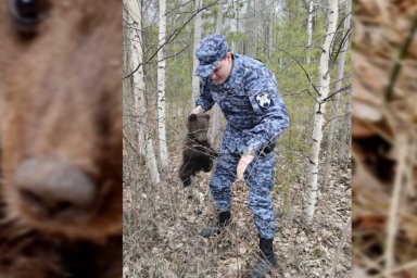 В Югорске сотрудники Росгвардии поймали заблудившегося медвежонка В Югорске сотрудники Росгвардии поймали заблудившегося медвежонка
