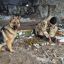 Росгвардейцы обнаружили схрон с боеприпасами противника в затопленном котловане в ЛНР