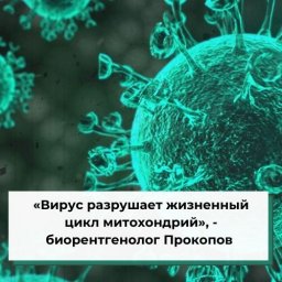 «Вирус разрушает жизненный цикл митохондрий», - биорентгенолог Прокопов