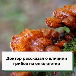 Доктор рассказал о влиянии грибов на онкоклетки Доктор рассказал о влиянии грибов на онкоклетки