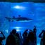 Сотрудники филиала «Калугаэнерго» посетили «Москвариум» на ВДНХ