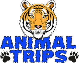 Индивидуальная доставка животных от Animal Trips