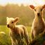 Абердины: каких сельскохозяйственных животных покупают красноярские аграрии в интернете